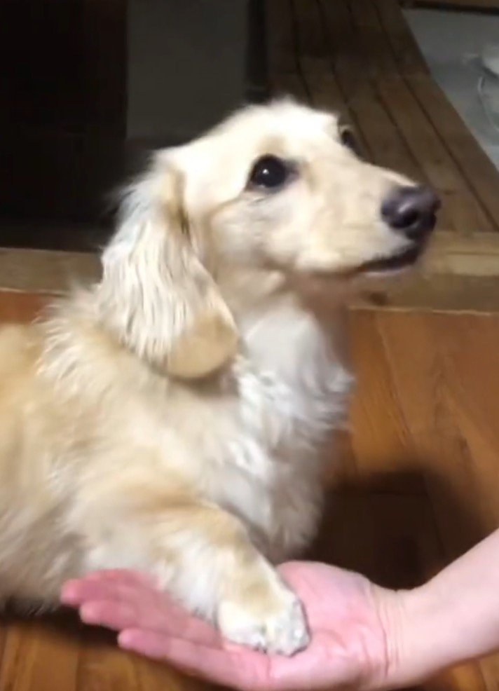 飼い主の指示にしたがって『おて』をした犬