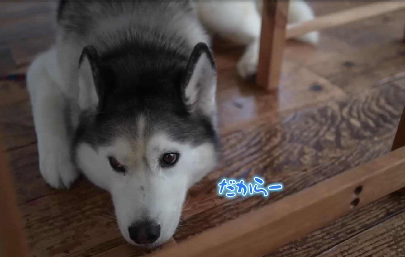 不安そうな犬