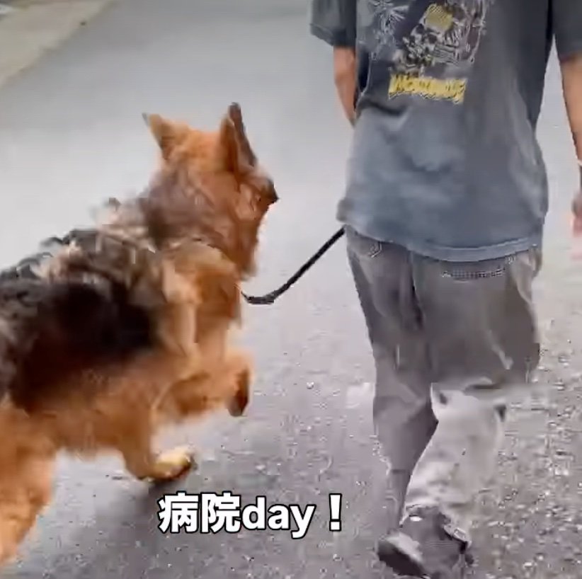 隣を歩く犬