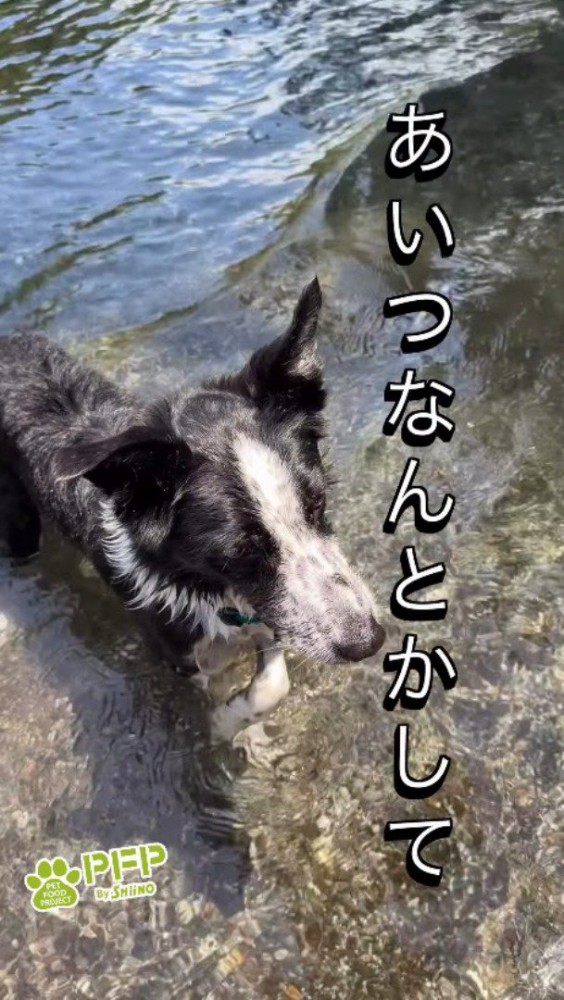 飼い主の方を向いて、遠くを見つめる父親犬