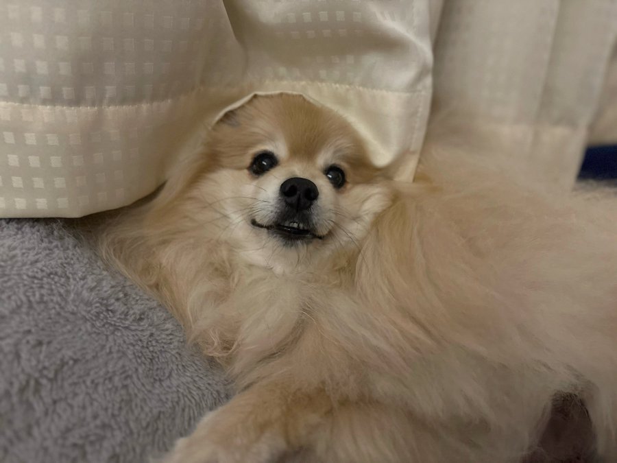 ひょっこり