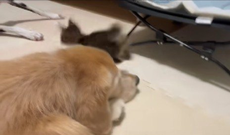 頭の上をピョン