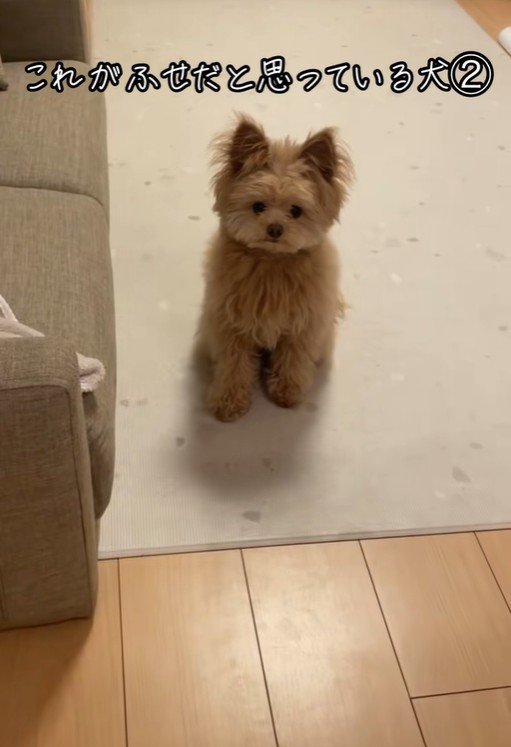 ハッピーちゃんの伏せ2