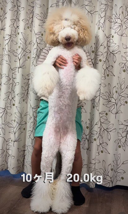 同じわんことは思えない！！