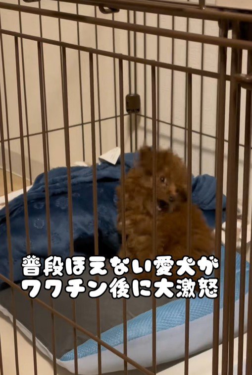 注射後のむぎ君3