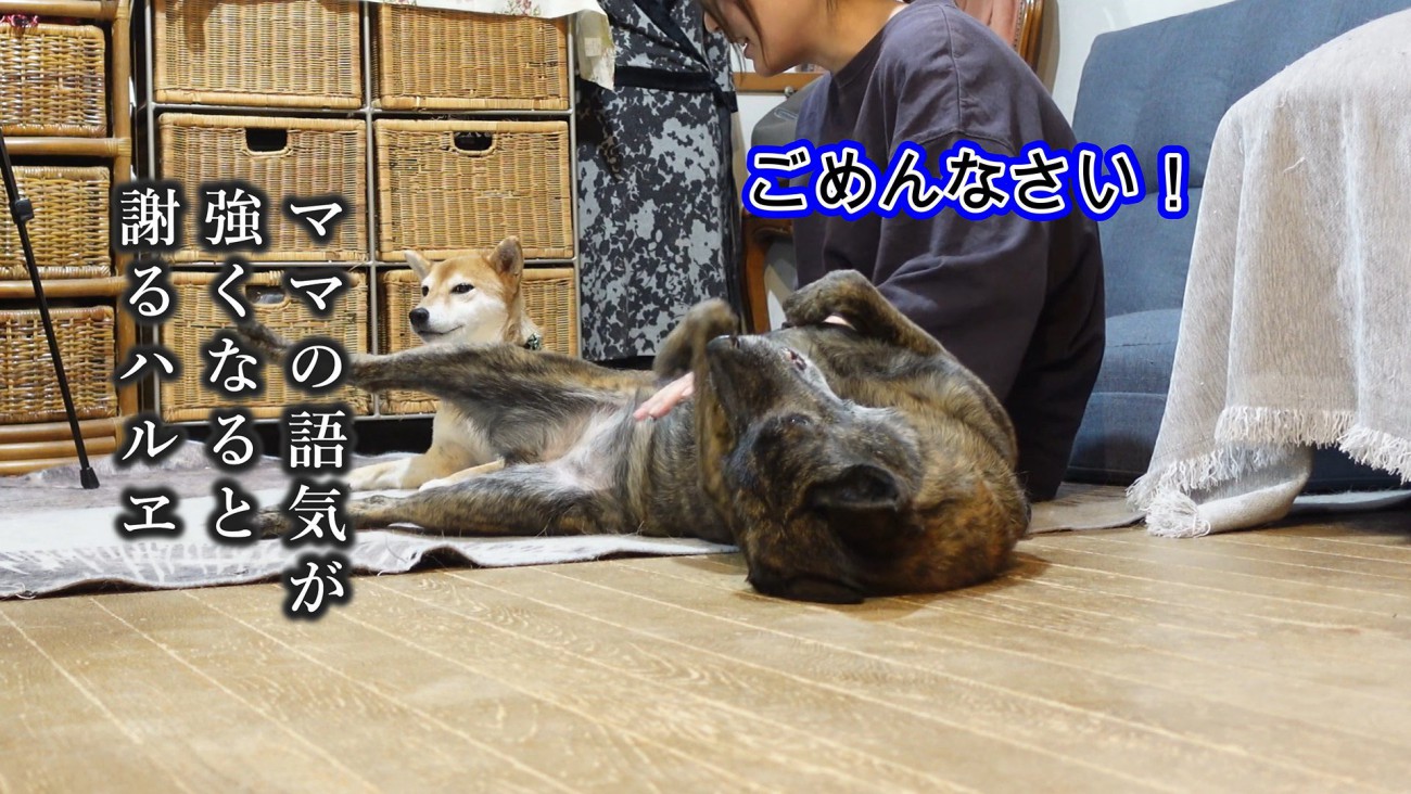 もう一度謝罪！