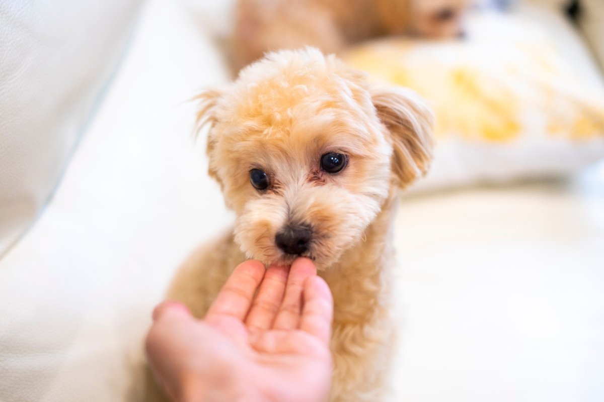 犬が『関わりたくない人』にする行動6選 苦手意識を持たれないためにはどうしたらいいの?