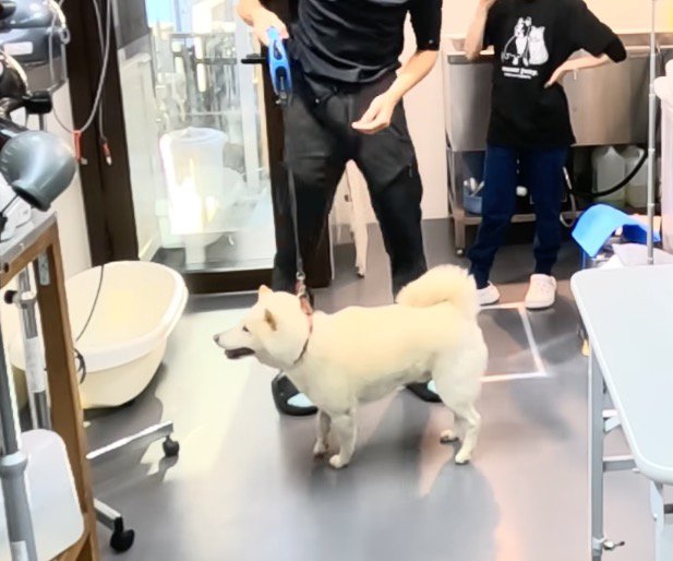 お店の中で立ち止まる犬