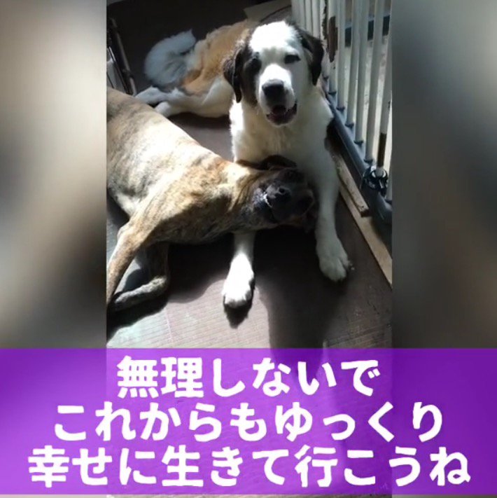 寄り添ってくつろぐ大型犬と後輩犬