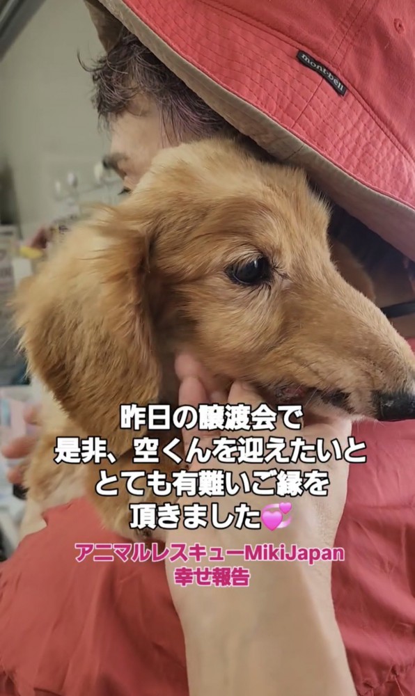 抱っこされる犬の横顔
