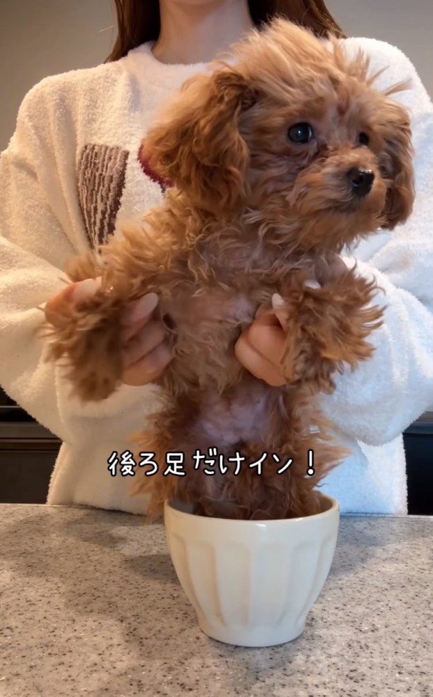 足だけ入った子犬