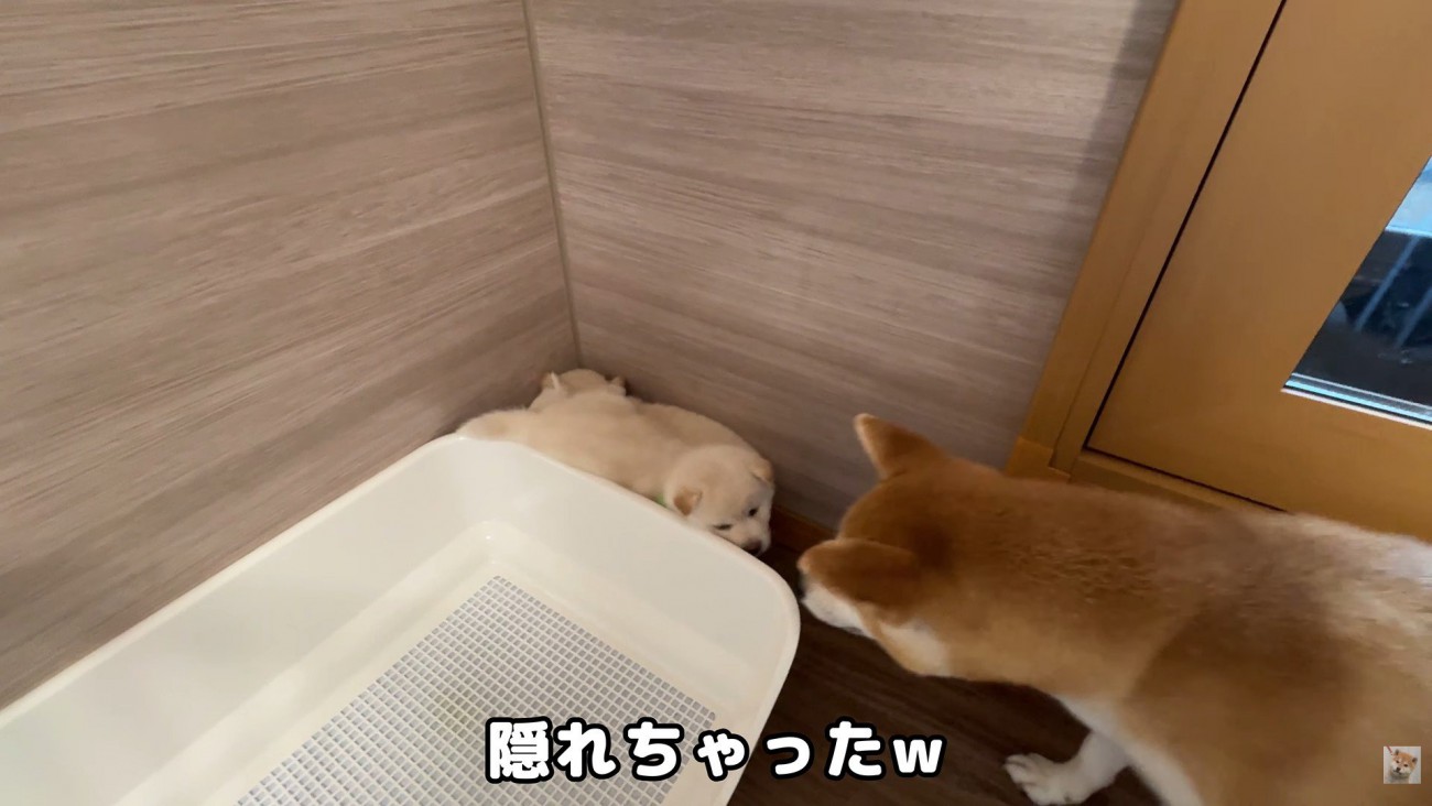 隙間に隠れる3匹