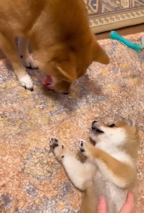 落としたおもちゃをくわえる小型犬
