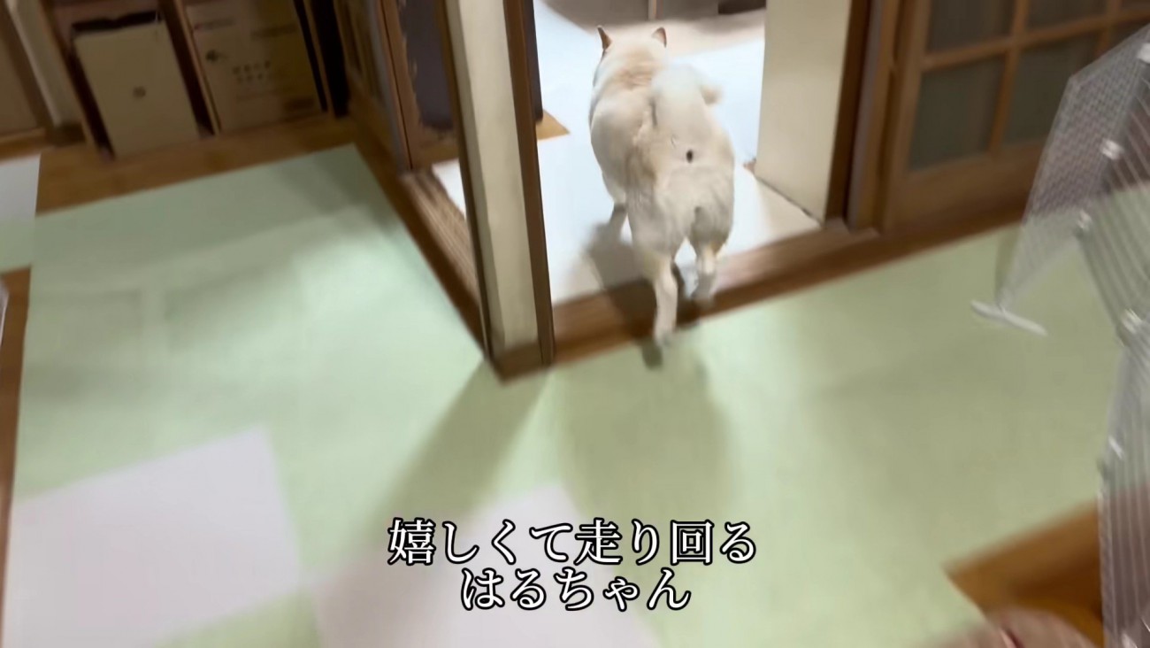 嬉しそうに走り回るはるちゃん