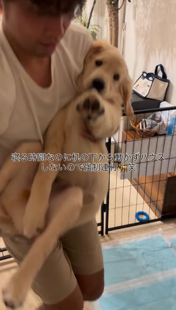 男性に抱き抱えられて、じっとしている子犬