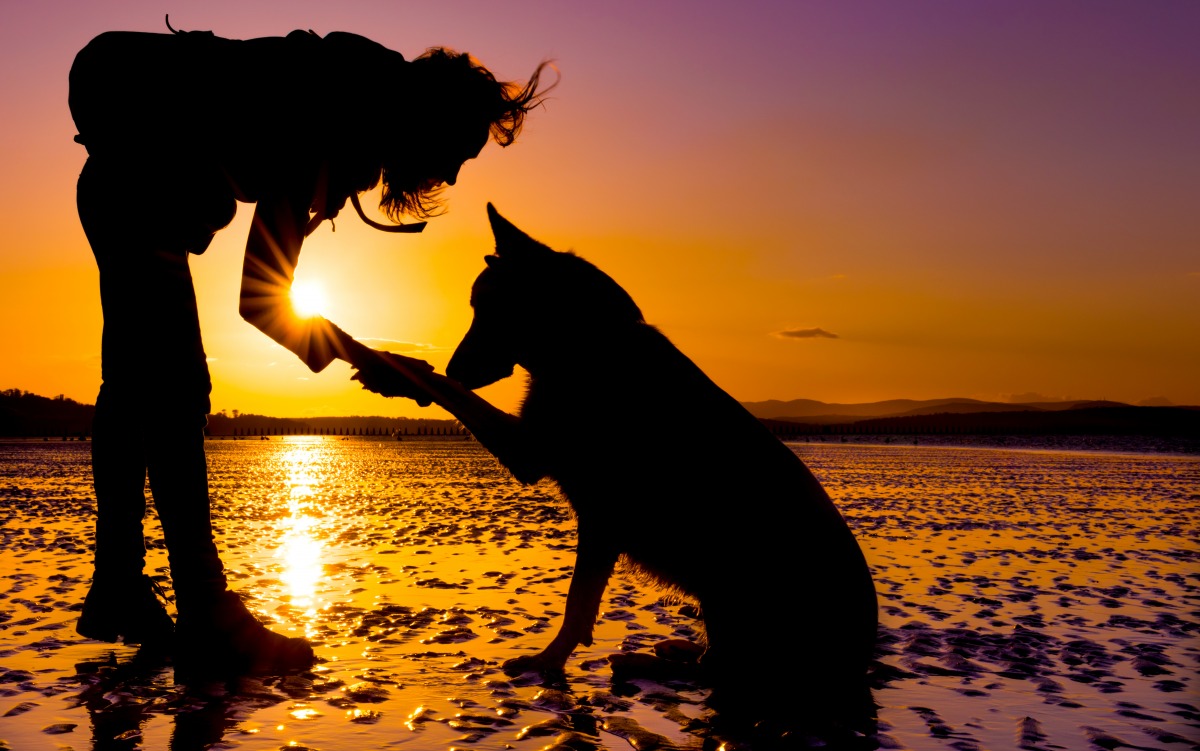 犬の保険の特徴