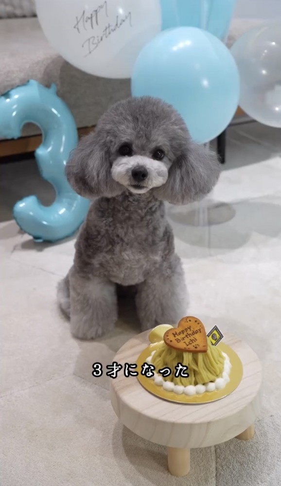 バースデーケーキの前でおすわりしている犬