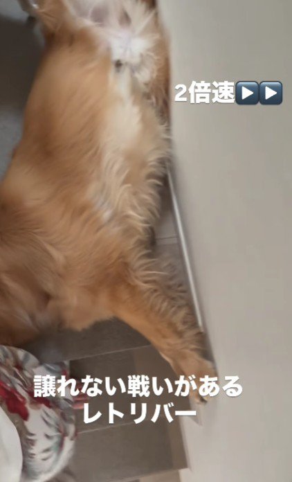 絶対に動こうとしない