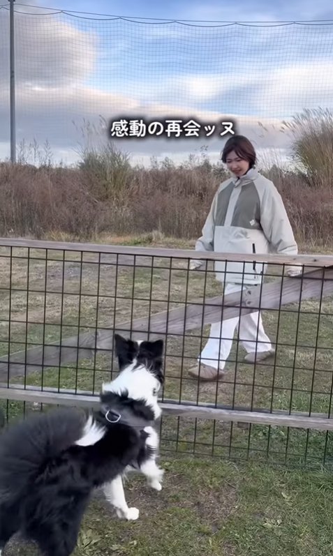 飼い主を出迎える中型犬