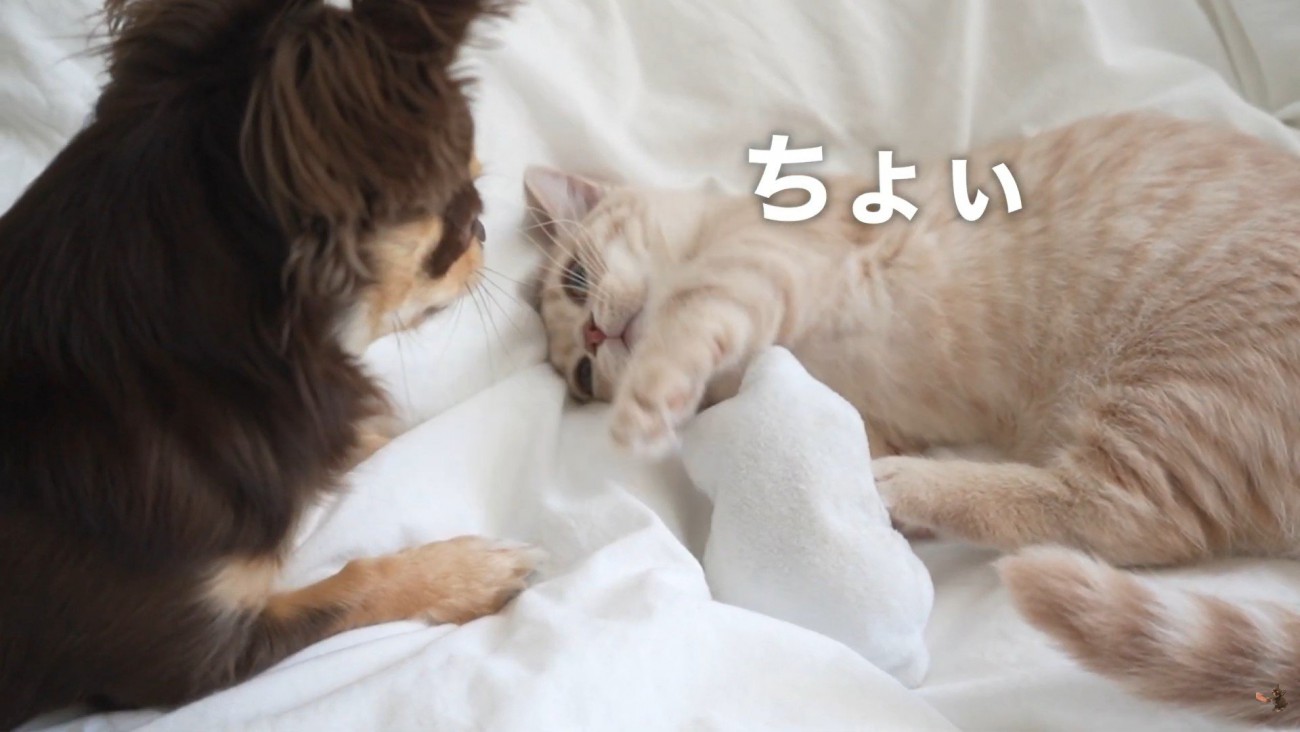 お手々をちょいちょい♪
