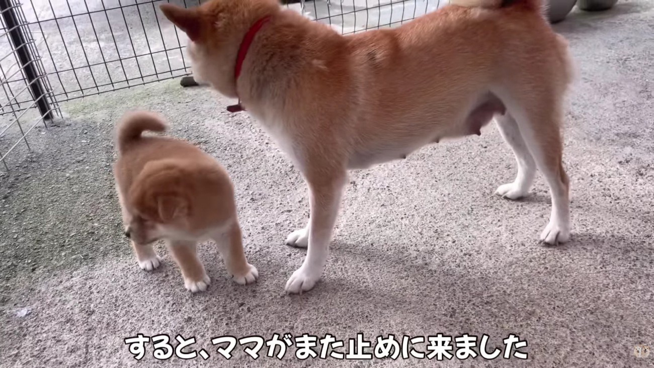 「危ないから行っちゃダメ！」