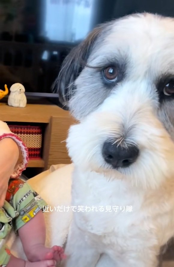 ドアップのわんこ