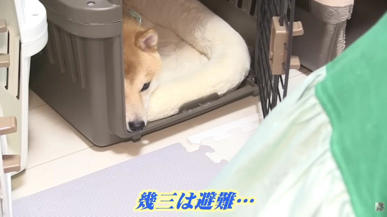 幾三くんは鏡が苦手