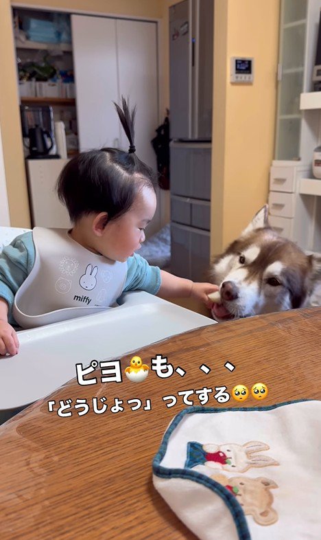 梨を食べるZIGGYくんと男の子6