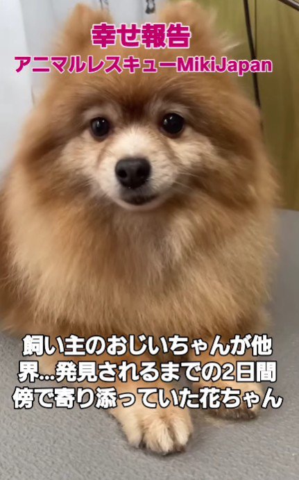 おじいちゃんとお別れした