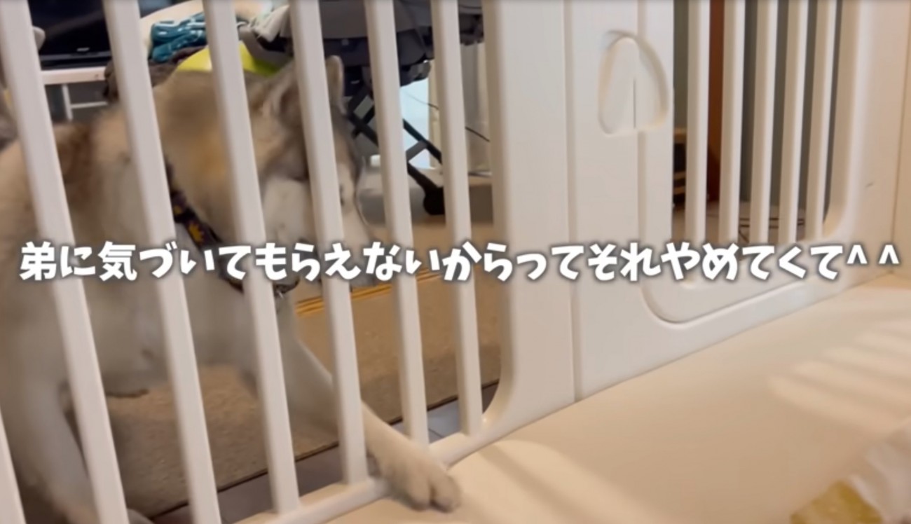 前足で引っ掻く犬