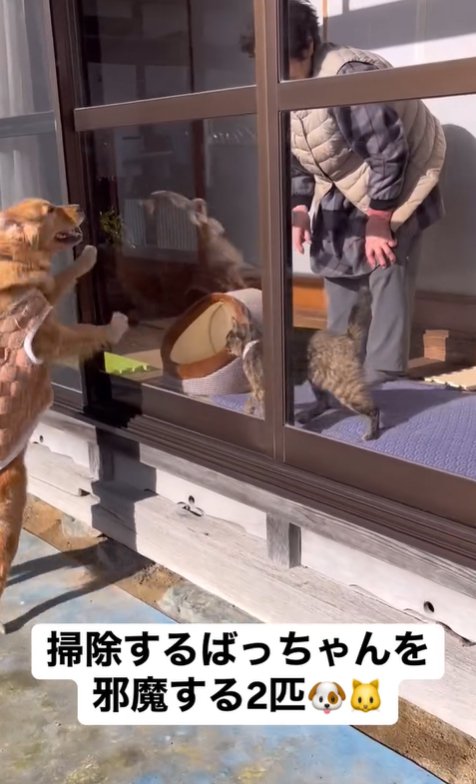 掃除の邪魔をする大型犬と猫