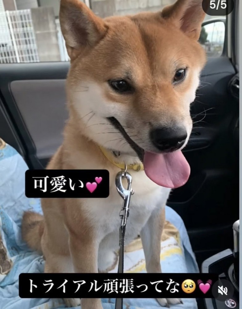 車に乗った柴犬