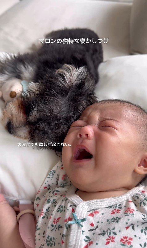マロンちゃんと赤ちゃん2