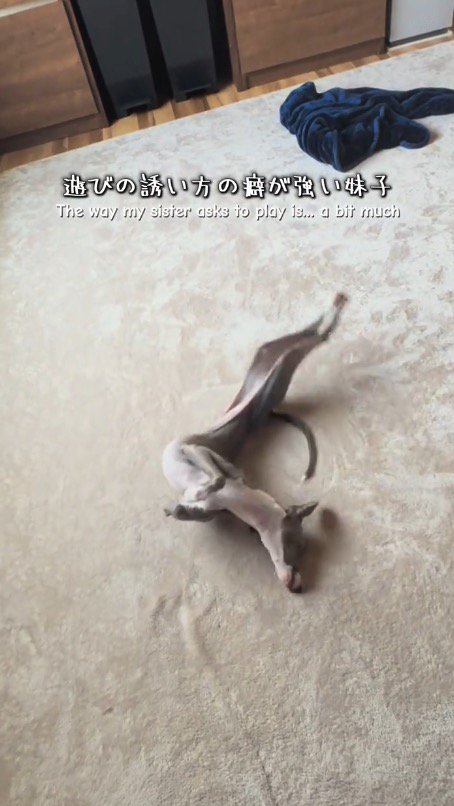 体の動きに合わせて震える細長い犬の前足