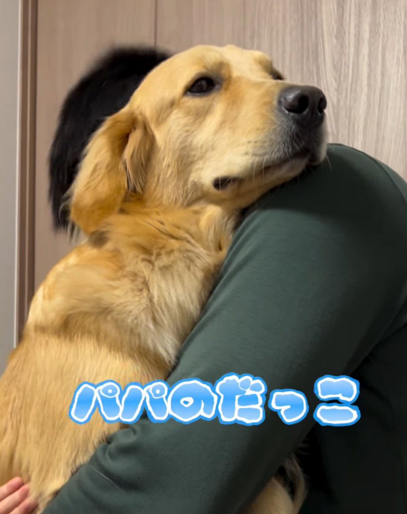 男性に抱っこされている大型犬