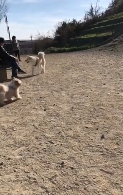 「パパ！…じゃなかった」