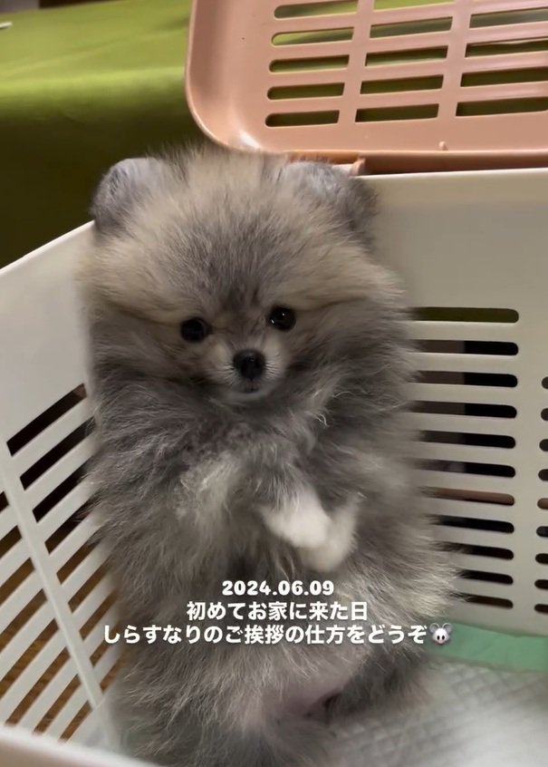 初めてお家にきたしらすちゃん