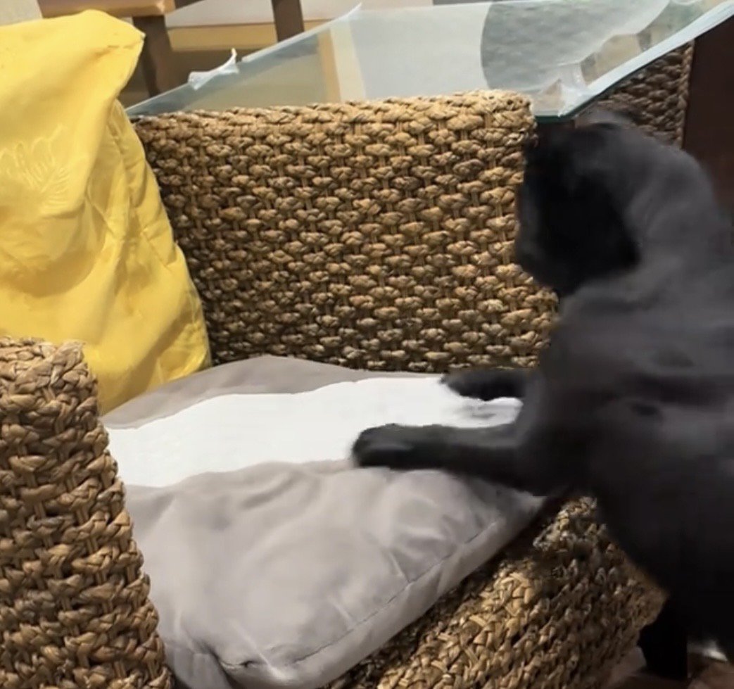 前脚を椅子に置いて立つ犬