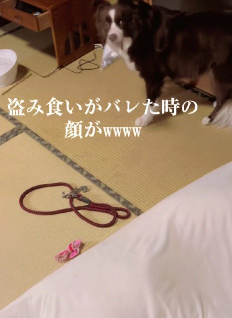 イタズラがバレた