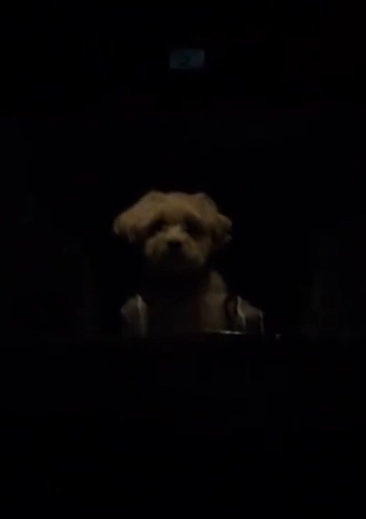 車の中で前を見る犬