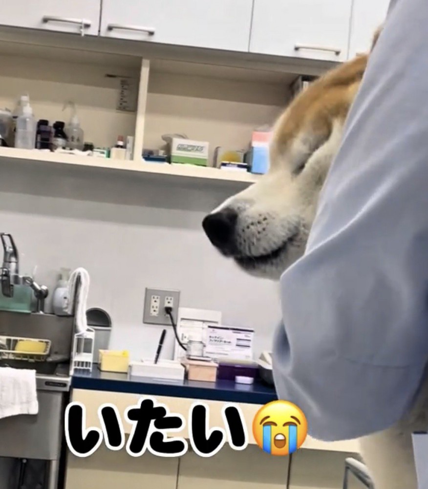 目を閉じる犬