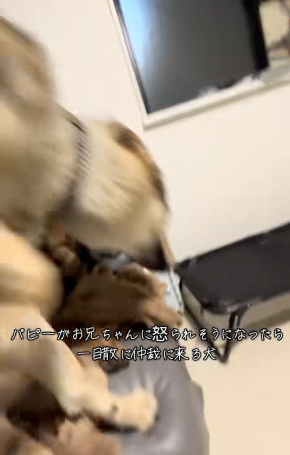 登場したBENETTAちゃん