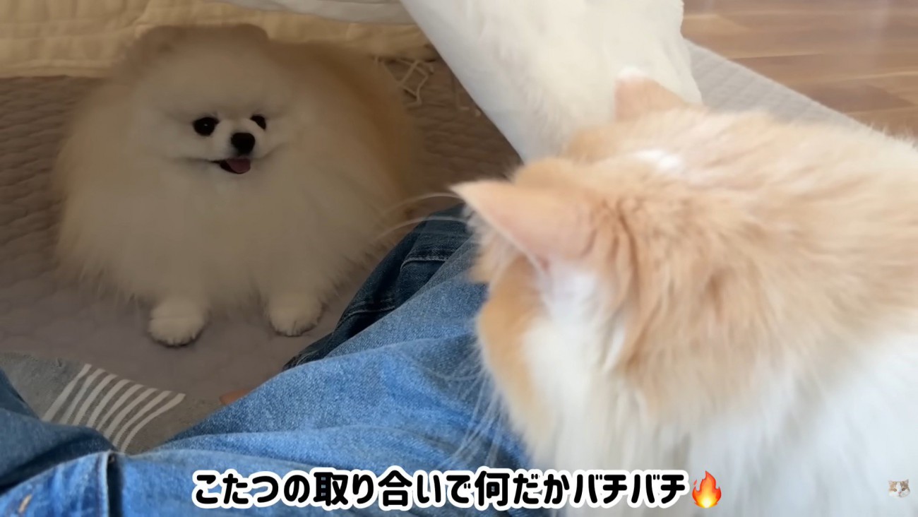 コタツ争奪戦開始！？