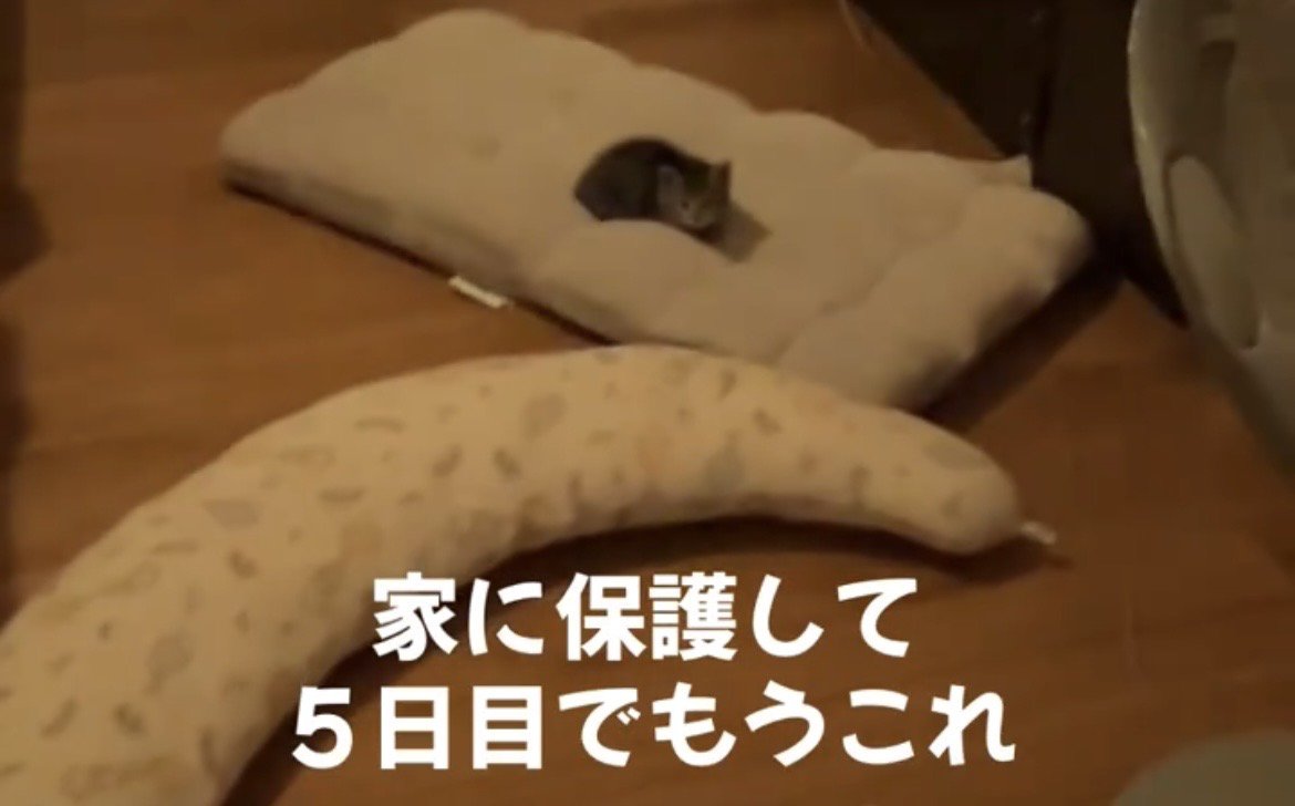 クッションでくつろぐ子猫