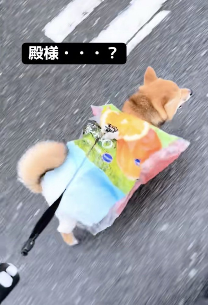 殿様が着ている、肩の尖った服に似ている