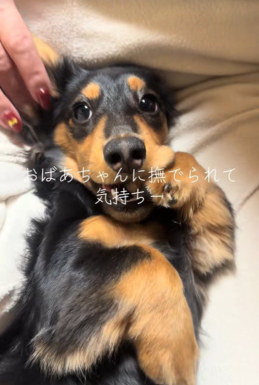 おばあちゃんに撫でてもらうレオくん3