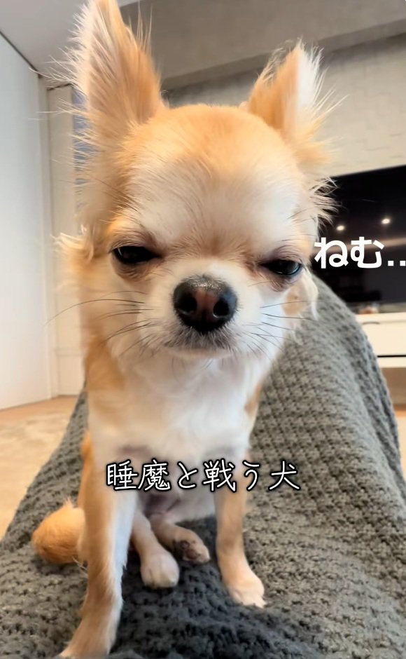 眠すぎるチャイちゃん