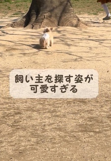 犬の後ろ姿