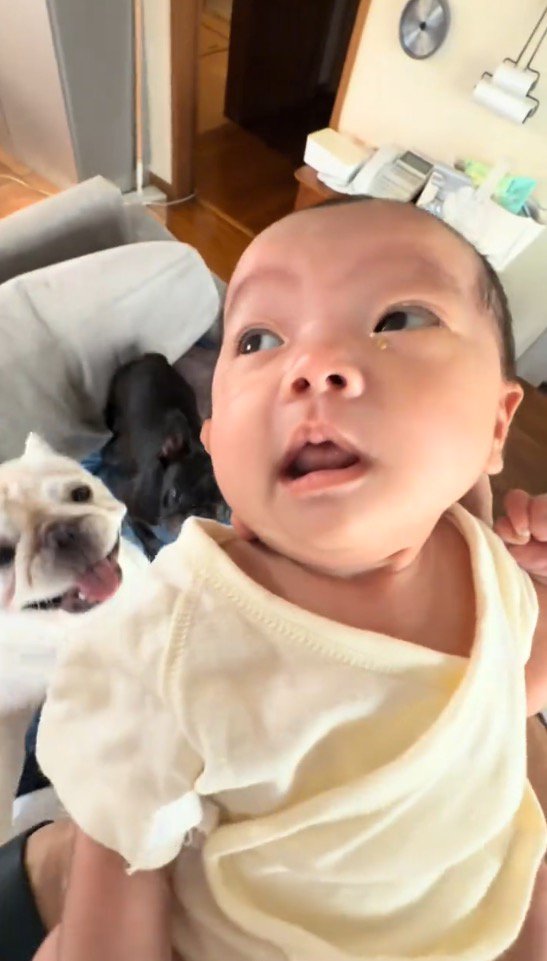 ソファの上に座る犬たち