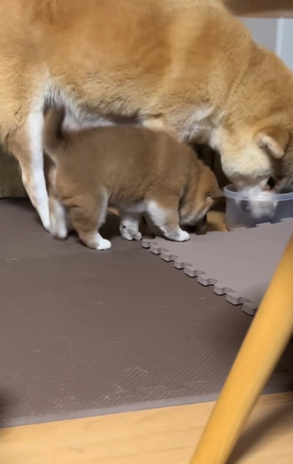 うなる母犬